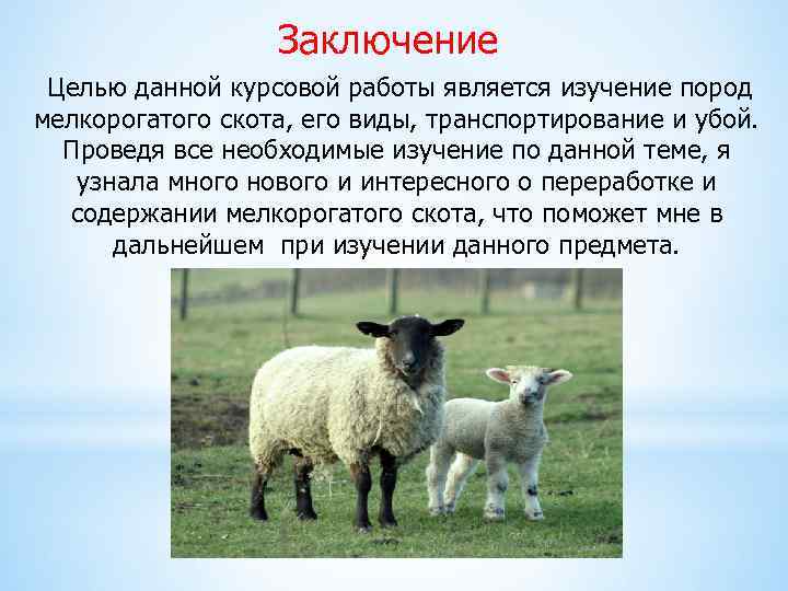Заключение Целью данной курсовой работы является изучение пород мелкорогатого скота, его виды, транспортирование и