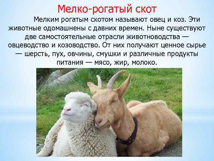 Мелко-рогатый скот Мелким рогатым скотом называют овец и коз. Эти животные одомашнены с давних