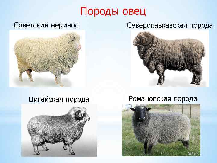 Породы овец Советский меринос Цигайская порода Северокавказская порода Романовская порода 