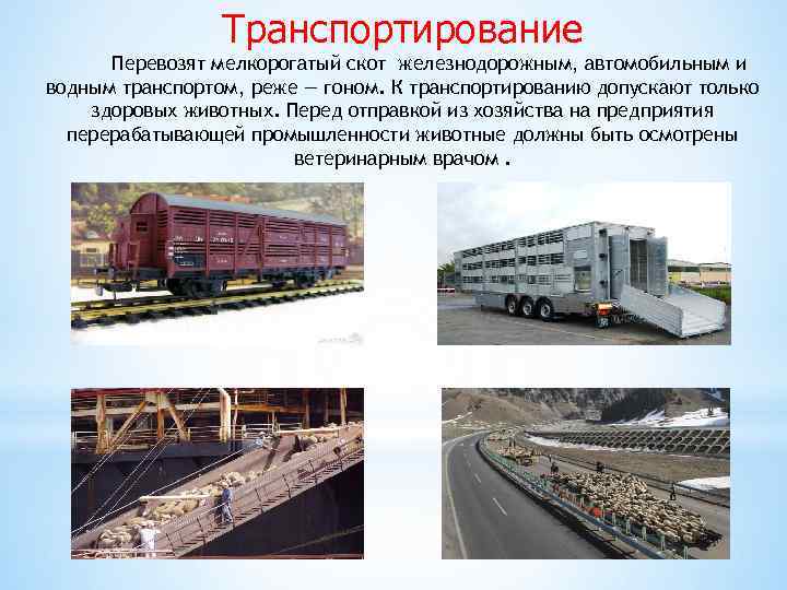 Транспортирование Перевозят мелкорогатый скот железнодорожным, автомобильным и водным транспортом, реже — гоном. К транспортированию