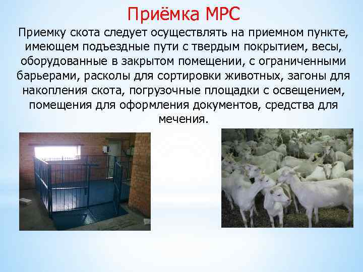 Приёмка МРС Приемку скота следует осуществлять на приемном пункте, имеющем подъездные пути с твердым