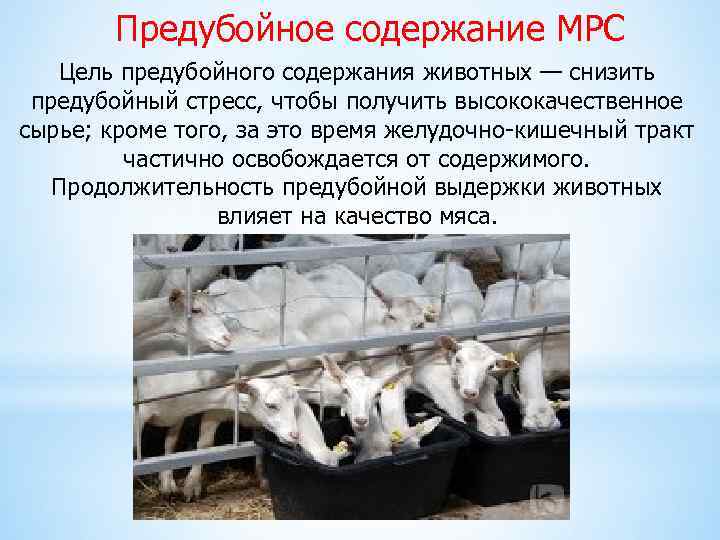Предубойное содержание МРС Цель предубойного содержания животных — снизить предубойный стресс, чтобы получить высококачественное