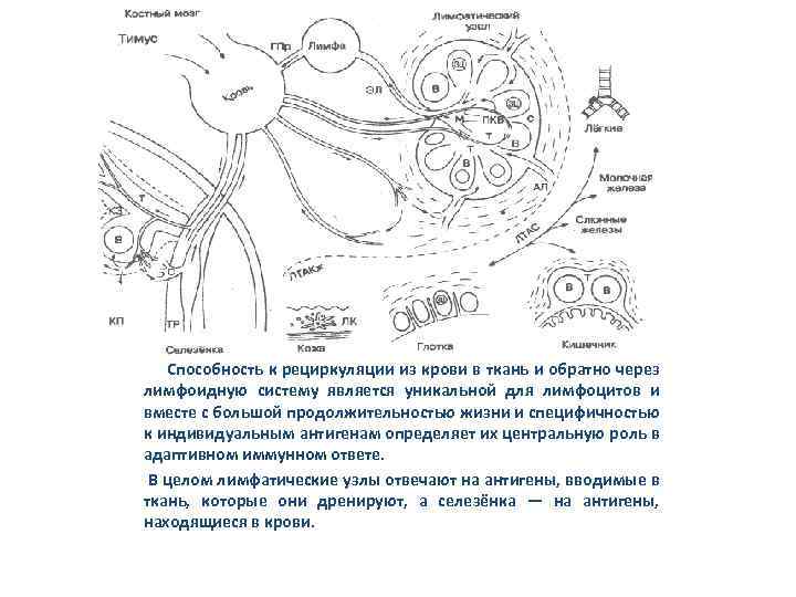  Способность к рециркуляции из крови в ткань и обратно через лимфоидную систему является