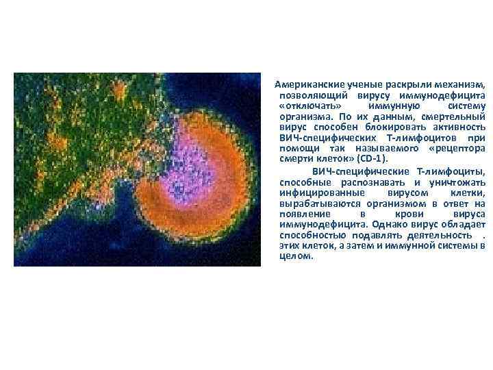  Американские ученые раскрыли механизм, позволяющий вирусу иммунодефицита «отключать» иммунную систему организма. По их
