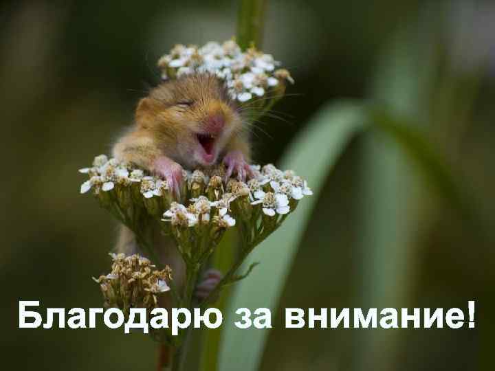 Благодарю за внимание! 