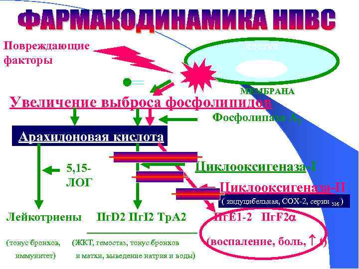 Повреждающие факторы клетка (инфекция, травма и т. д. ) МЕМБРАНА Увеличение выброса фосфолипидов Фосфолипаза