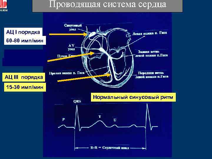 АЦ I порядка 60 -80 имп/мин АЦ II порядка 40 -60 имп/мин АЦ III