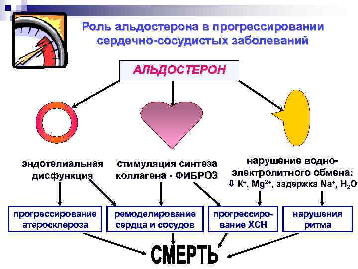 Роль альдостерона в прогрессировании сердечно-сосудистых заболеваний АЛЬДОСТЕРОН эндотелиальная стимуляция синтеза дисфункция коллагена - ФИБРОЗ