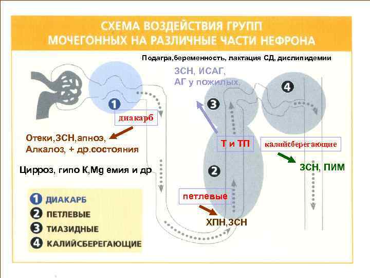 Подагра, беременность, лактация СД, дислипидемии ЗСН, ИСАГ, АГ у пожилых, диакарб Отеки, ЗСН, апноэ,