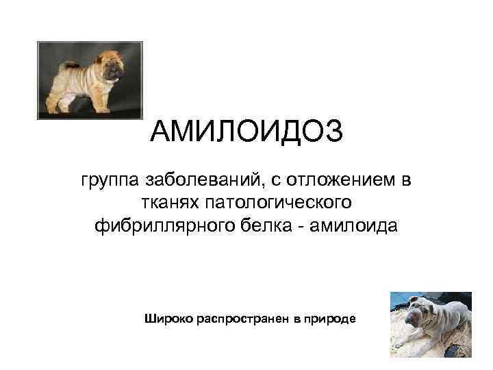 АМИЛОИДОЗ группа заболеваний, с отложением в тканях патологического фибриллярного белка - амилоида Широко распространен