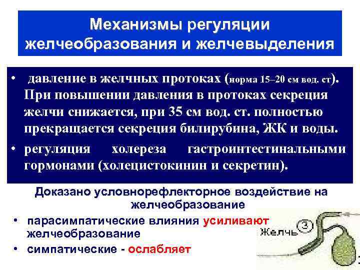 Механизмы регуляции желчеобразования и желчевыделения • давление в желчных протоках (норма 15– 20 см