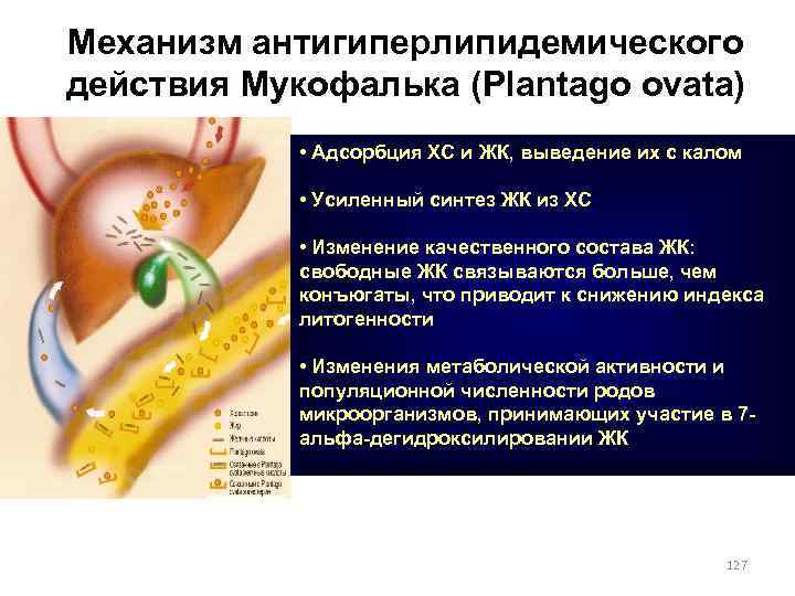 Механизм антигиперлипидемического действия Мукофалька (Plantago ovata) • Адсорбция ХС и ЖК, выведение их с