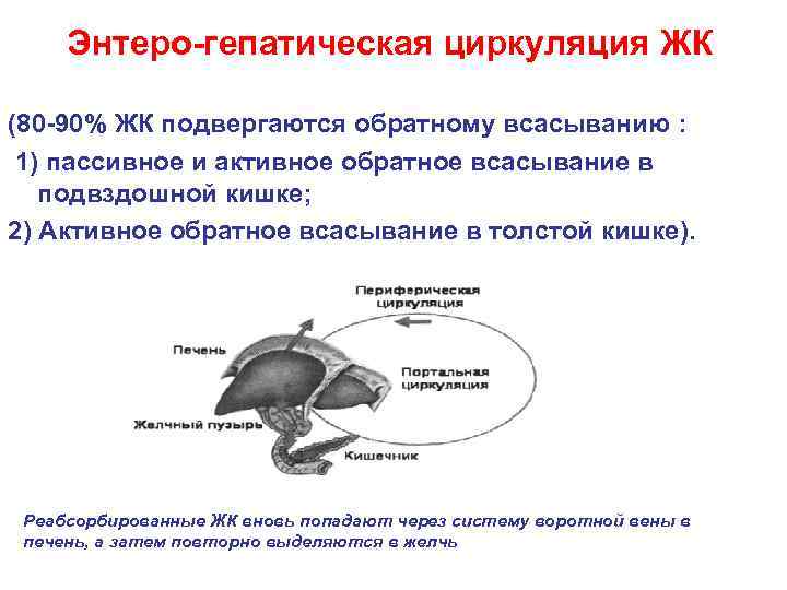 Энтеро-гепатическая циркуляция ЖК (80 -90% ЖК подвергаются обратному всасыванию : 1) пассивное и активное