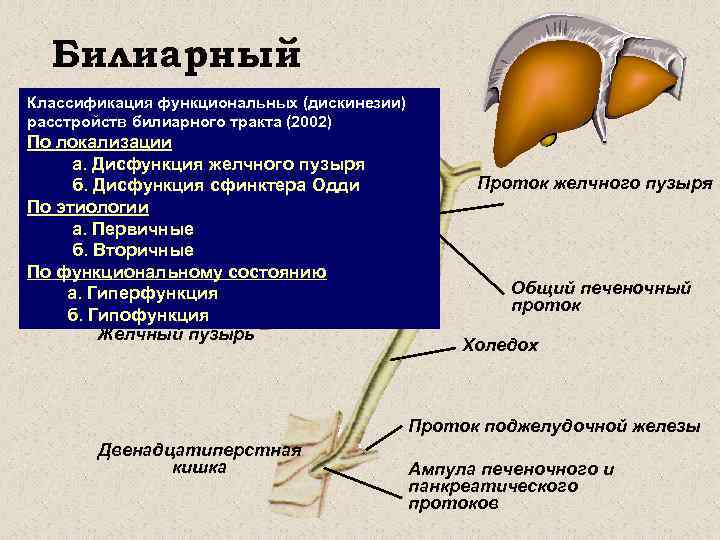 Билиарная дисфункция на фоне деформации желчного пузыря