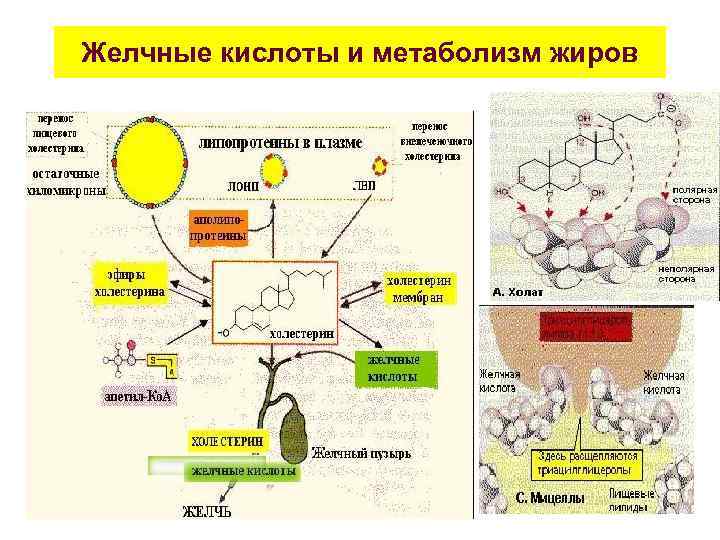 Пищеварительный тракт и обмен веществ