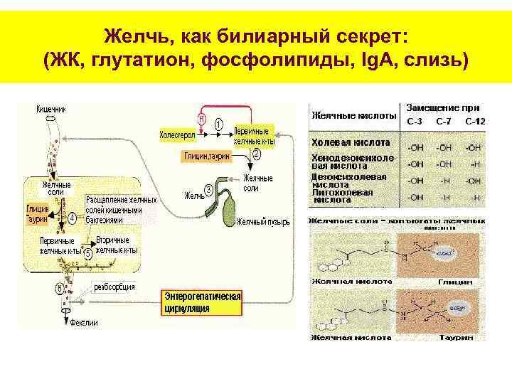 Желчь, как билиарный секрет: (ЖК, глутатион, фосфолипиды, Ig. A, слизь) 