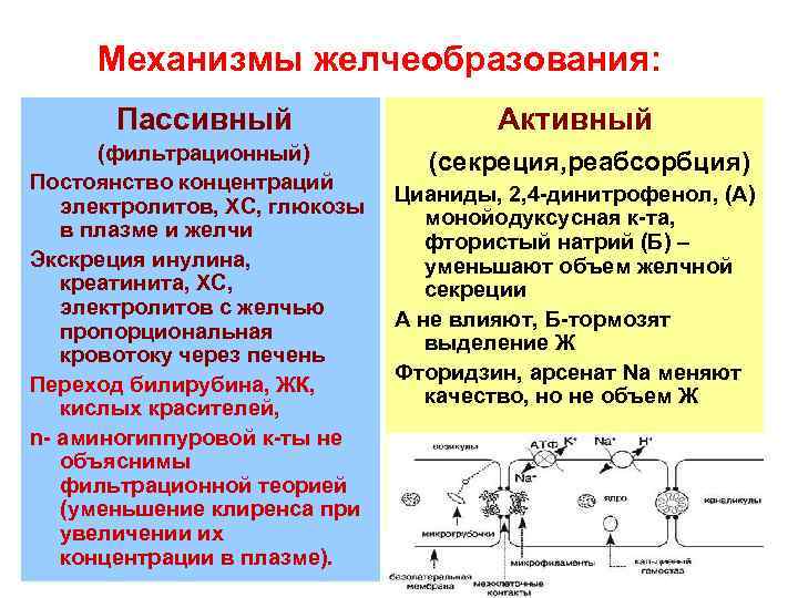 Механизмы желчеобразования: Пассивный (фильтрационный) Постоянство концентраций электролитов, ХС, глюкозы в плазме и желчи Экскреция