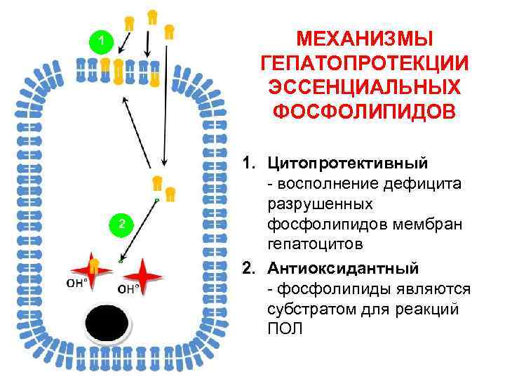 МЕХАНИЗМЫ ГЕПАТОПРОТЕКЦИИ ЭССЕНЦИАЛЬНЫХ ФОСФОЛИПИДОВ 1 2 1. Цитопротективный - восполнение дефицита разрушенных фосфолипидов мембран