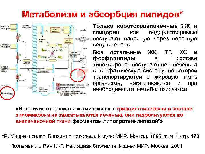 Метаболизм и абсорбция липидов* • Только коротокоцепочечные ЖК и глицерин как водорастворимые поступают напрямую