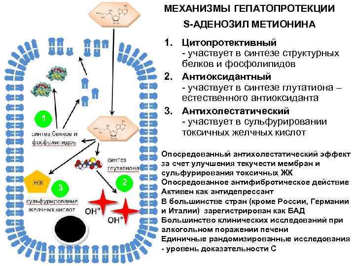МЕХАНИЗМЫ ГЕПАТОПРОТЕКЦИИ S-АДЕНОЗИЛ МЕТИОНИНА 1. Цитопротективный - участвует в синтезе структурных белков и фосфолипидов