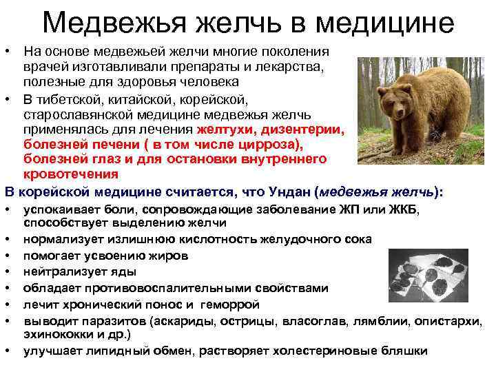 Медвежья желчь в медицине • На основе медвежьей желчи многие поколения врачей изготавливали препараты