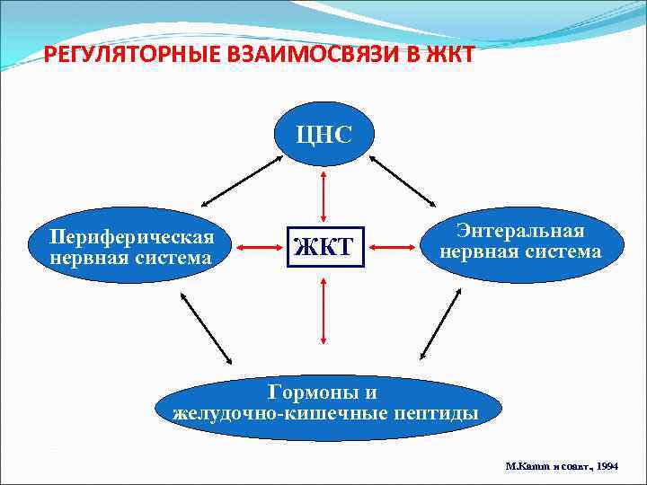 РЕГУЛЯТОРНЫЕ ВЗАИМОСВЯЗИ В ЖКТ ЦНС Периферическая нервная система ЖКТ Энтеральная нервная система Гормоны и