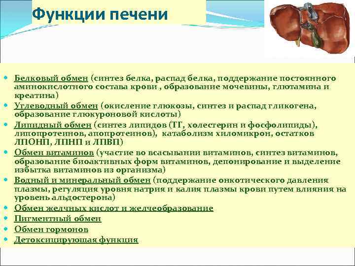 Функции печени Белковый обмен (синтез белка, распад белка, поддержание постоянного аминокислотного состава крови ,