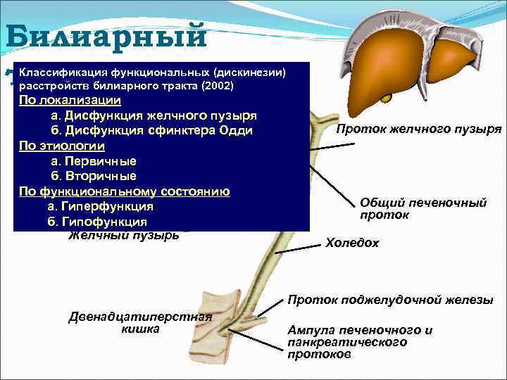 Билиарный тракт Классификация функциональных (дискинезии) расстройств билиарного тракта (2002) По локализации а. Дисфункция желчного