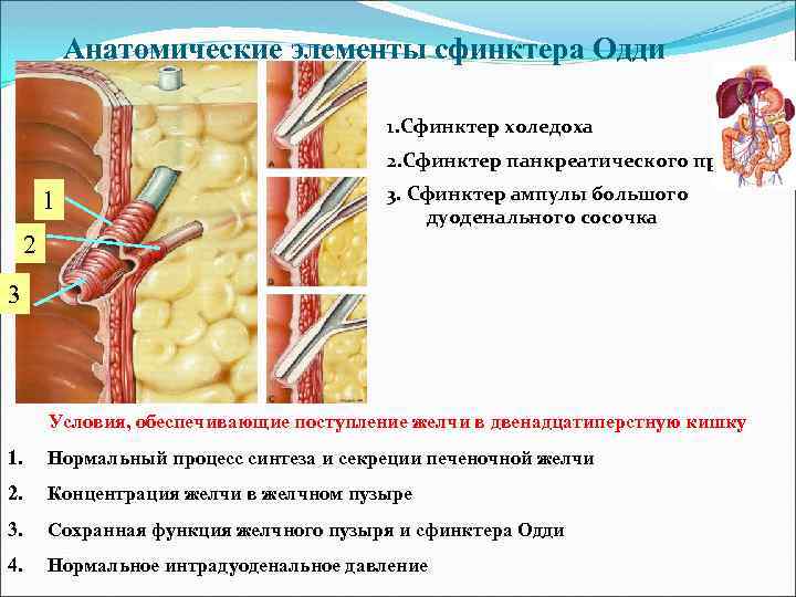 Анатомические элементы сфинктера Одди 1. Сфинктер холедоха 2. Сфинктер панкреатического протока 1 3. Сфинктер