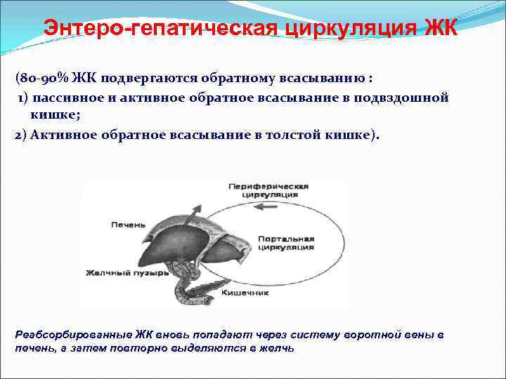 Энтеро-гепатическая циркуляция ЖК (80 -90% ЖК подвергаются обратному всасыванию : 1) пассивное и активное