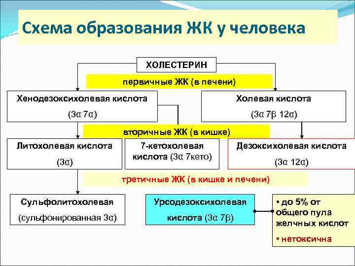 Схема образования ЖК у человека ХОЛЕСТЕРИН первичные ЖК (в печени) Хенодезоксихолевая кислота Холевая кислота