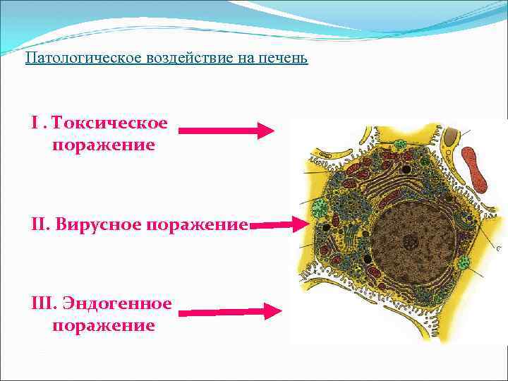 Патологическое воздействие на печень I. Токсическое поражение II. Вирусное поражение III. Эндогенное поражение 