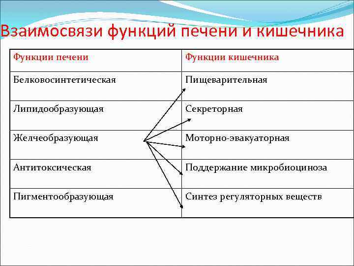 Взаимосвязи функций печени и кишечника Функции печени Функции кишечника Белковосинтетическая Пищеварительная Липидообразующая Секреторная Желчеобразующая