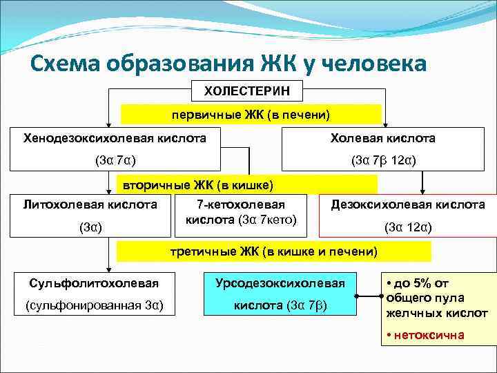 Схема образования ЖК у человека ХОЛЕСТЕРИН первичные ЖК (в печени) Хенодезоксихолевая кислота Холевая кислота