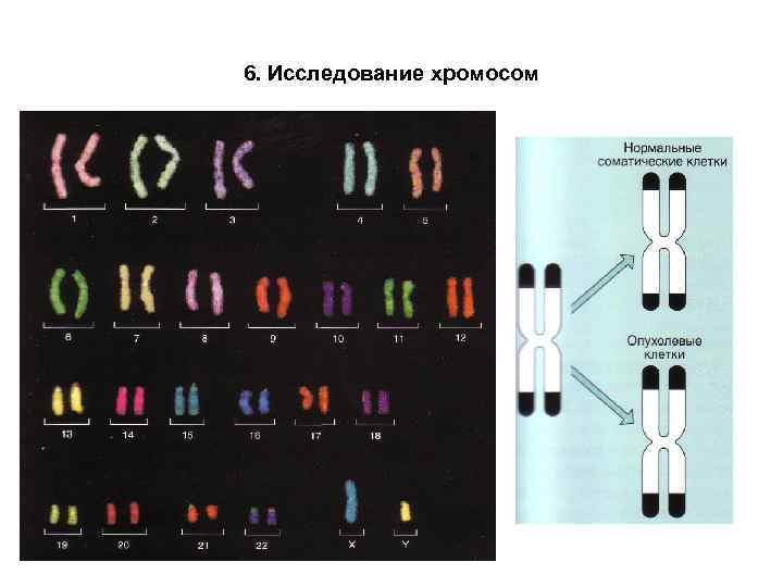 6. Исследование хромосом 