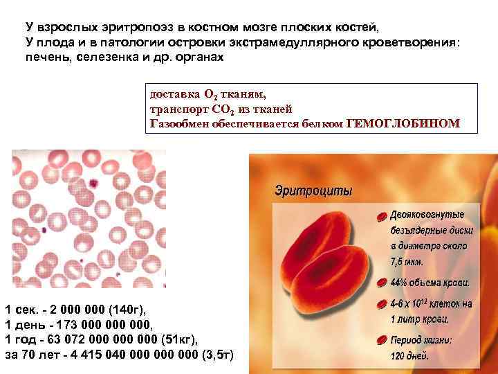 У взрослых эритропоэз в костном мозге плоских костей, У плода и в патологии островки