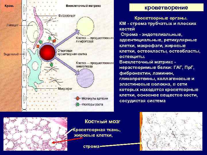 кроветворение Кроветворные органы. КМ строма трубчатых и плоских костей Строма эндотелиальные, адвентициальные, ретикулярные клетки,