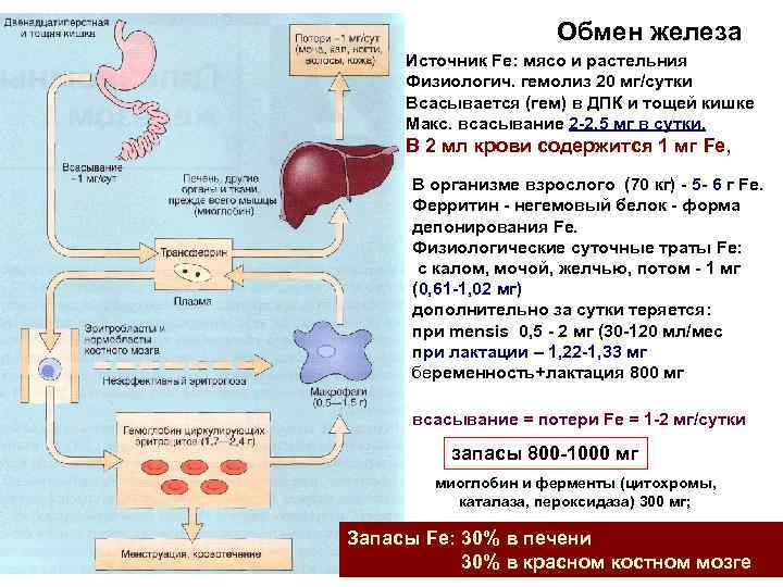 Обмен железа Источник Fe: мясо и растельния Физиологич. гемолиз 20 мг/сутки Всасывается (гем) в