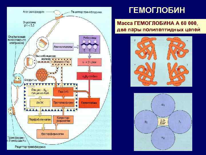 ГЕМОГЛОБИН Масса ГЕМОГЛОБИНА А 68 000, две пары полипептидных цепей 