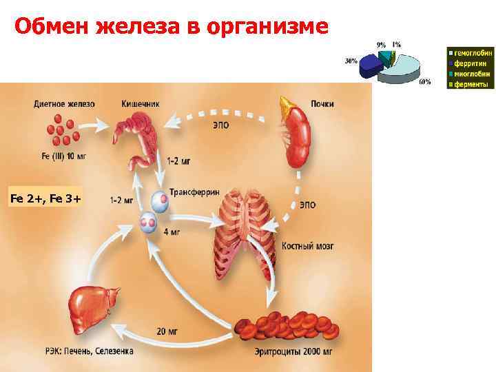 Обмен железа в организме Fe 2+, Fe 3+ 