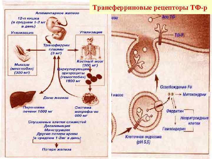 Трансферриновые рецепторы ТФ-р 