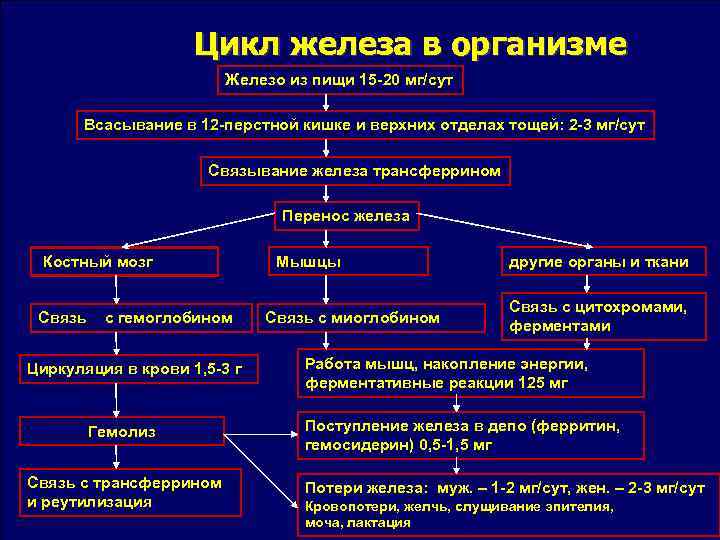 Цикл железа в организме Железо из пищи 15 20 мг/сут Всасывание в 12 перстной