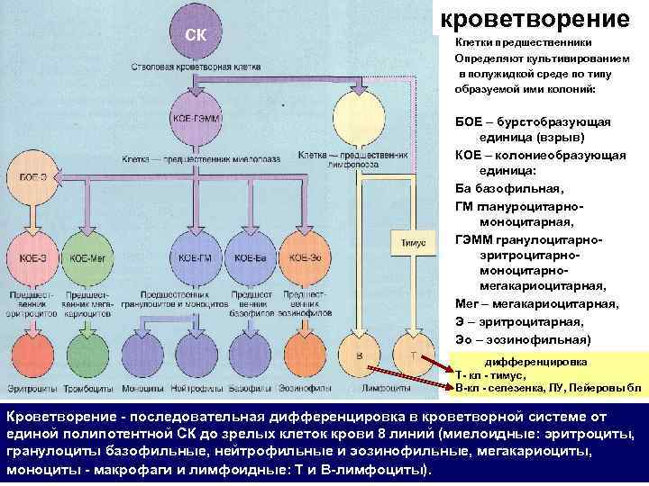 СК кроветворение Клетки предшественники Определяют культивированием в полужидкой среде по типу образуемой ими колоний: