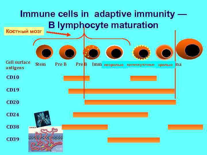 Immune cells in adaptive immunity — B lymphocyte maturation Костный мозг Cell surface antigens