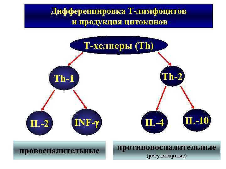 Дифференцировка Т-лимфоцитов и продукция цитокинов T-хелперы (Th) Th-1 IL-2 INF- провоспалительные Th-2 IL-4 IL-10