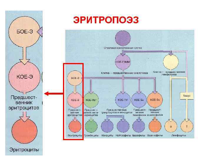 ЭРИТРОПОЭЗ 