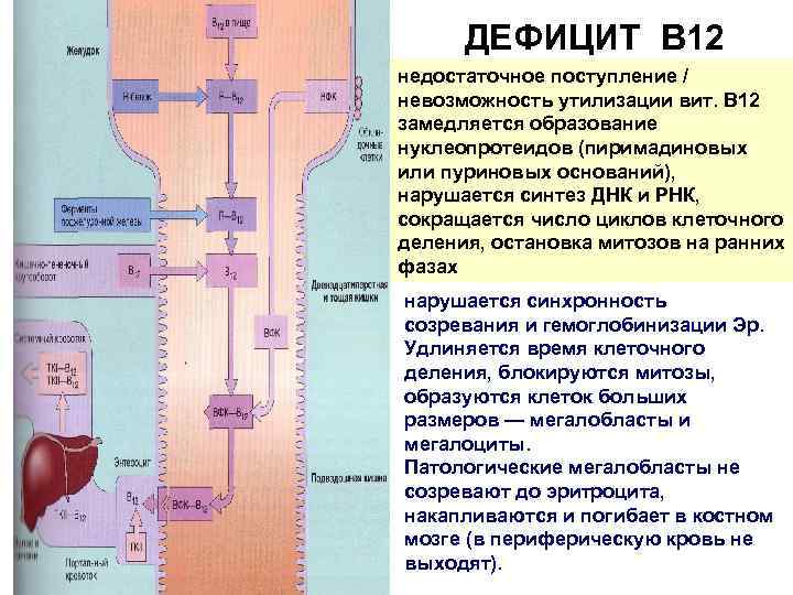 ДЕФИЦИТ В 12 недостаточное поступление / невозможность утилизации вит. B 12 замедляется образование нуклеопротеидов