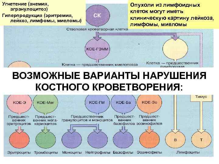 Угнетение (анемия, агранулоцитоз) Гиперпродукция (эритремия, лейкоз, лимфомы, миеломы) СК Опухоли из лимфоидных клеток могут