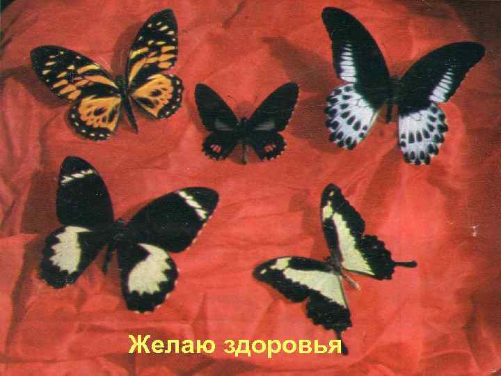 Желаю здоровья 