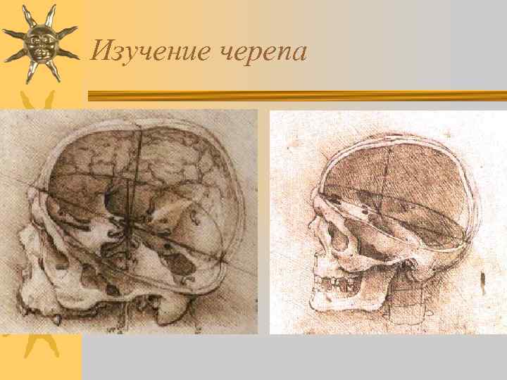 Изучение черепа 
